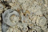 Mississippian Fossil Crinoid Stem Cluster - Kentucky #358737-1